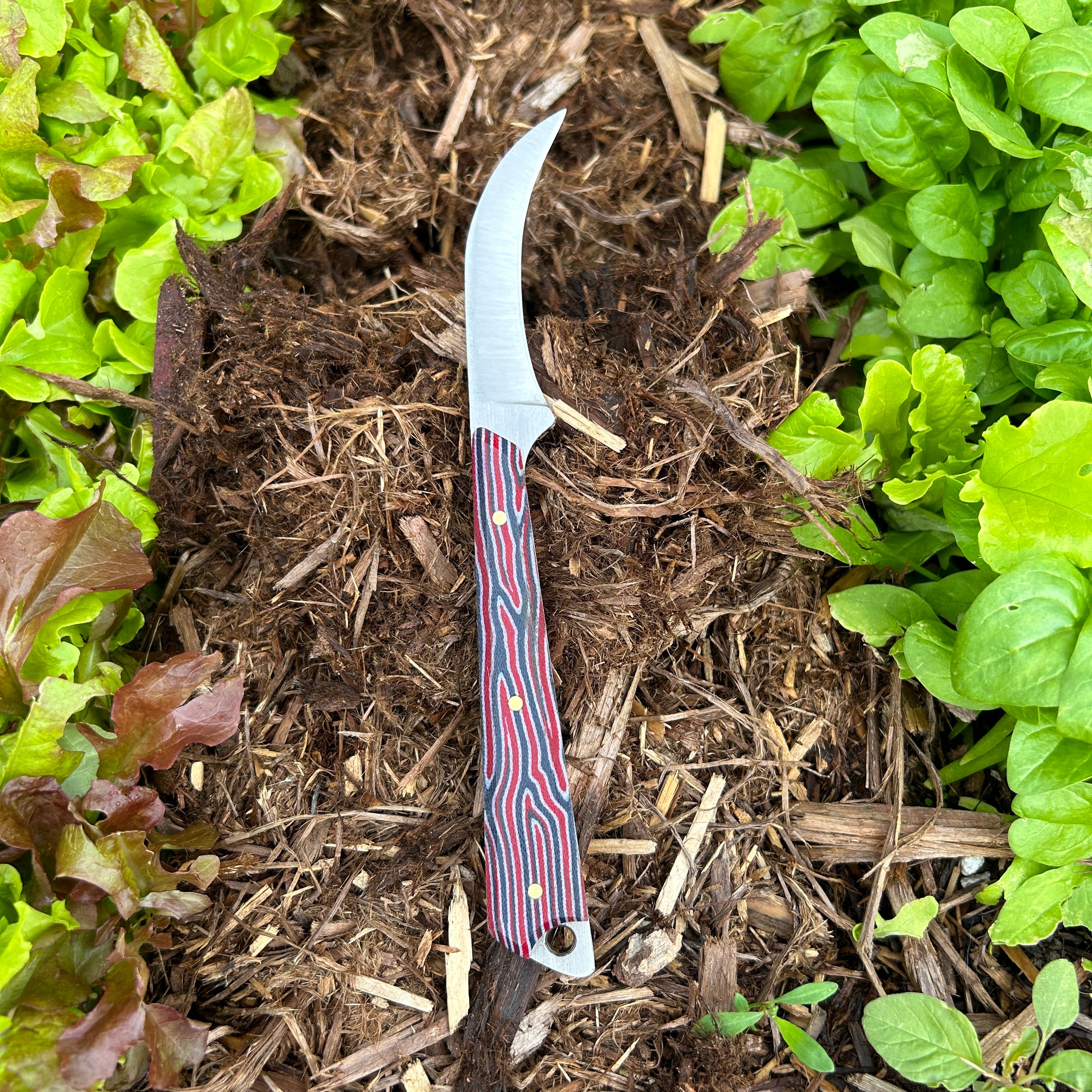 hooked vegetable knife laying on mulch between lettuce rows